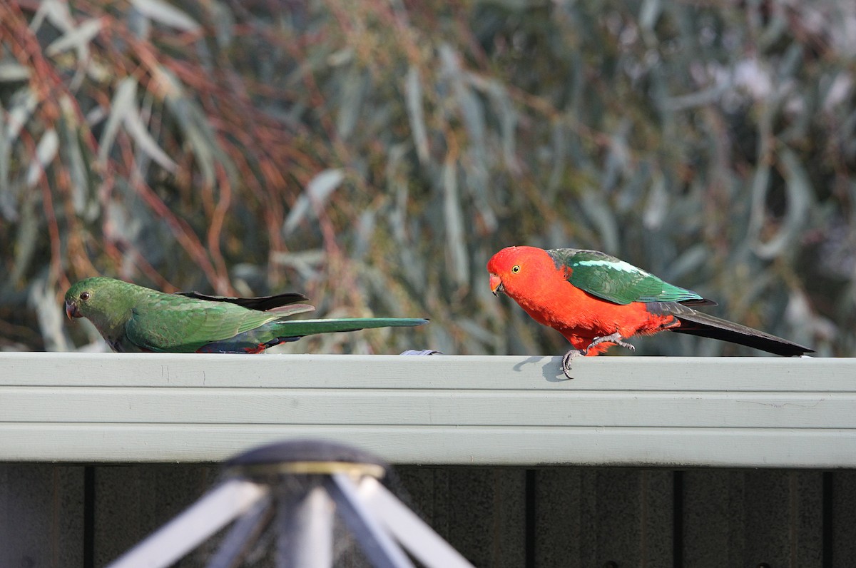 Australian King-Parrot - ML643629399