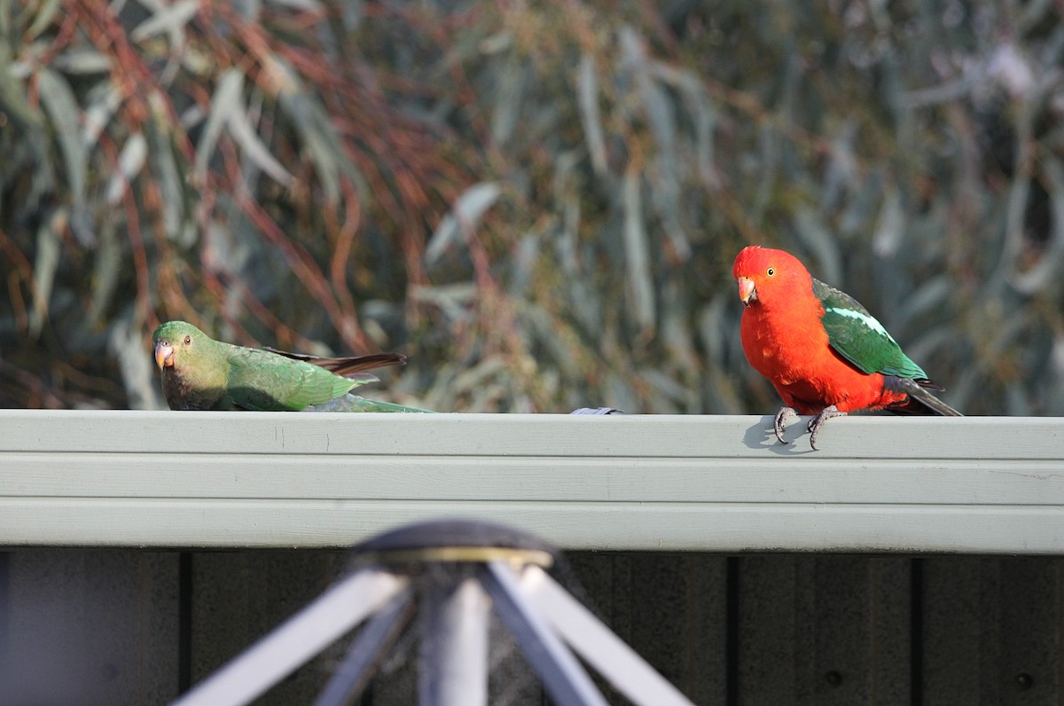 Australian King-Parrot - ML643629400