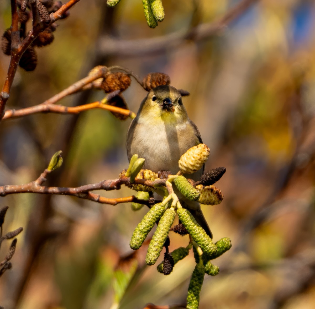 American Goldfinch - ML643629403