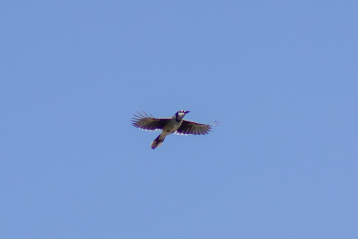 Blue Jay - ML643629453