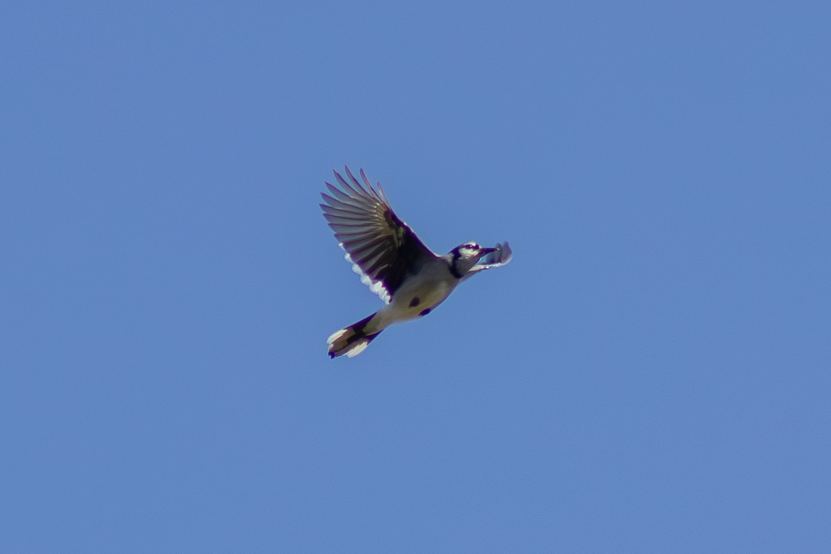 Blue Jay - ML643629454