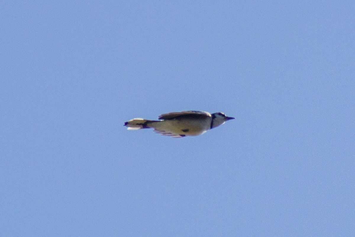 Blue Jay - ML643629455