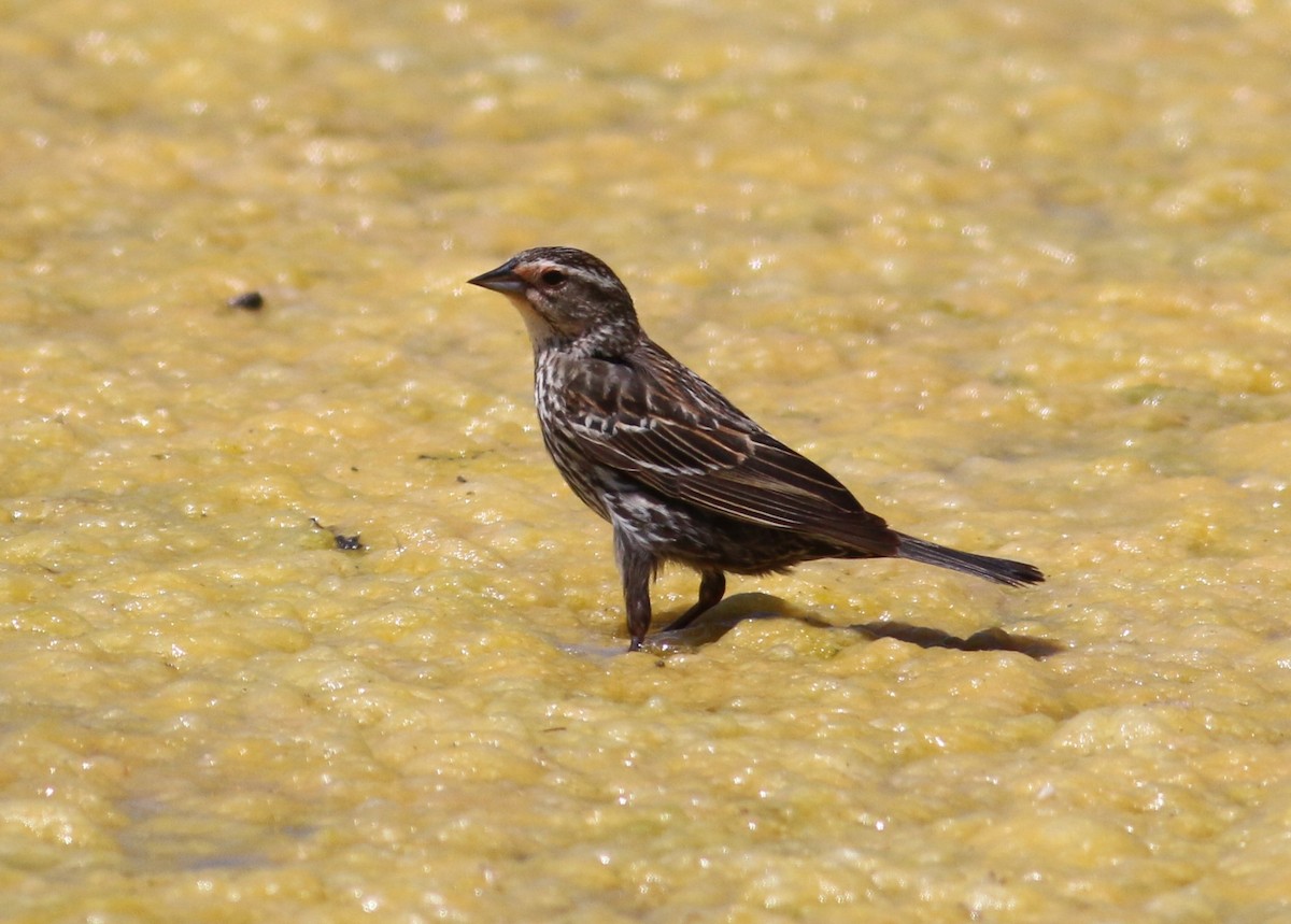 Red-winged Blackbird - ML643629459