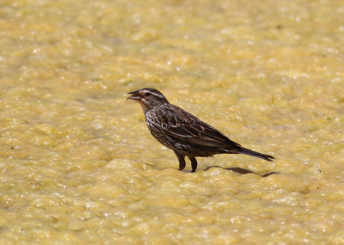 Red-winged Blackbird - ML643629460