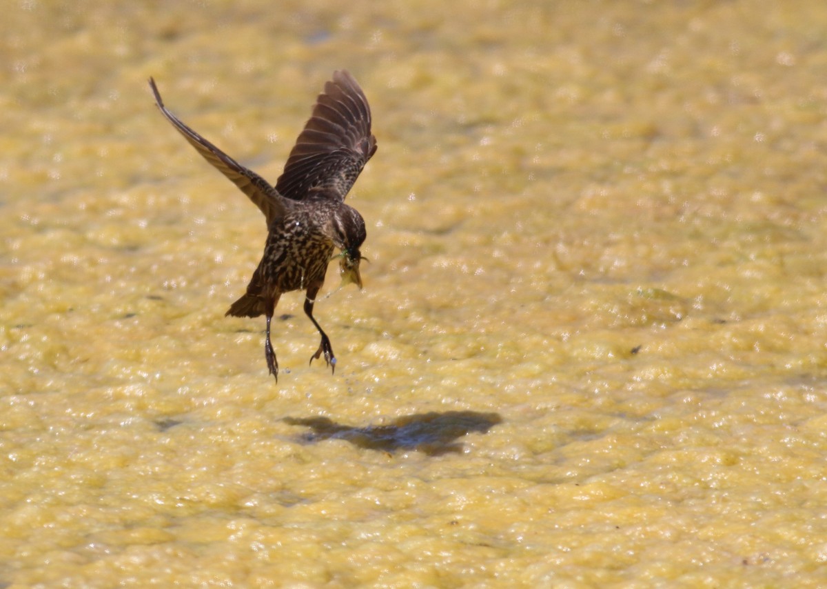 Red-winged Blackbird - ML643629461