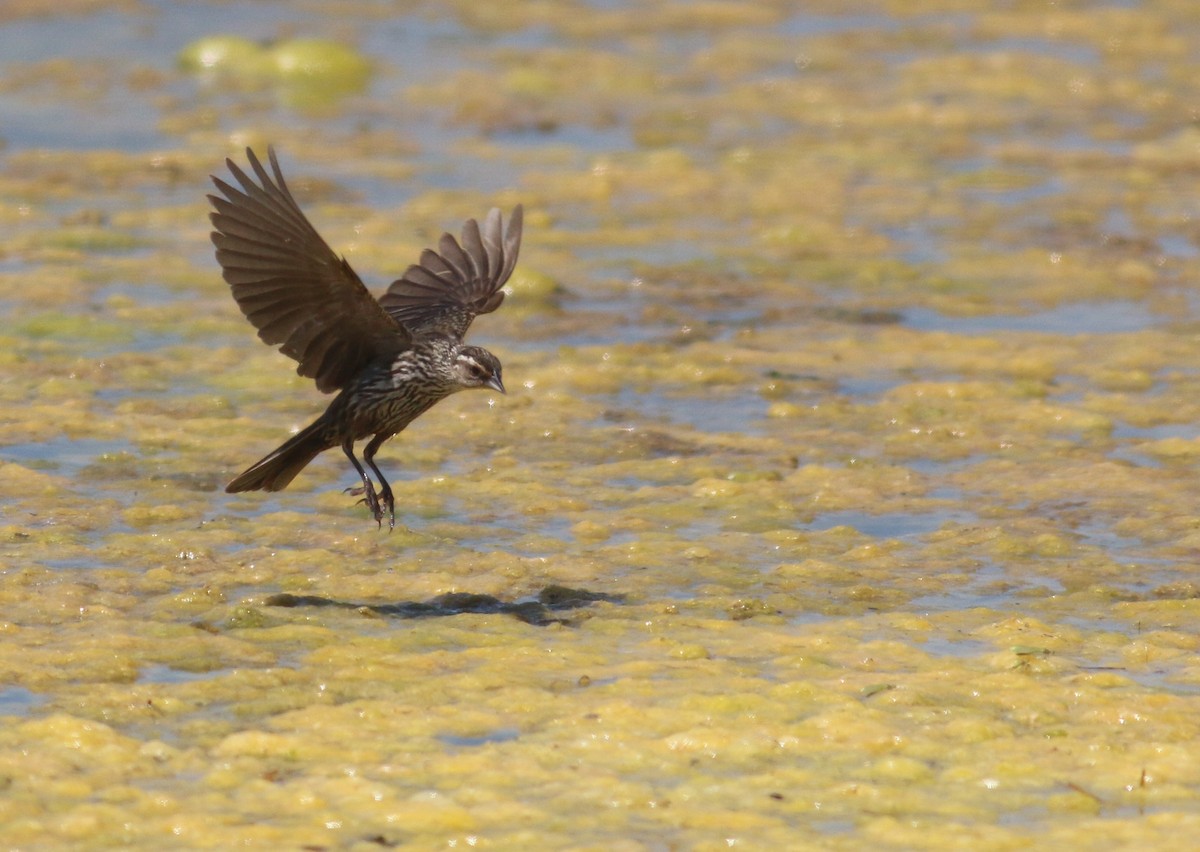 Red-winged Blackbird - ML643629515