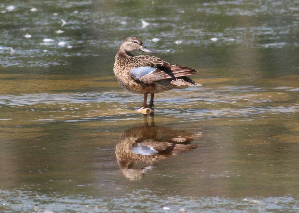 Cinnamon Teal - ML643629531