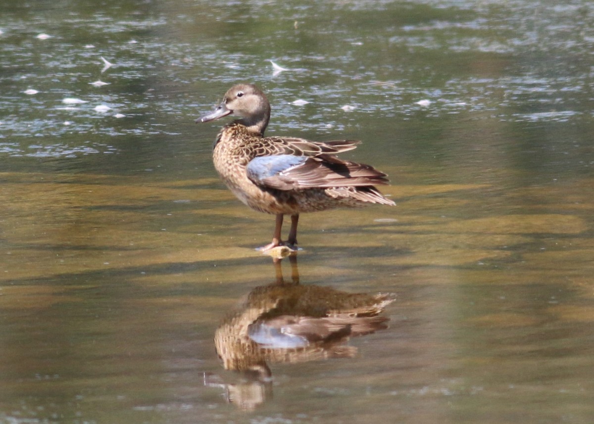 Cinnamon Teal - ML643629532
