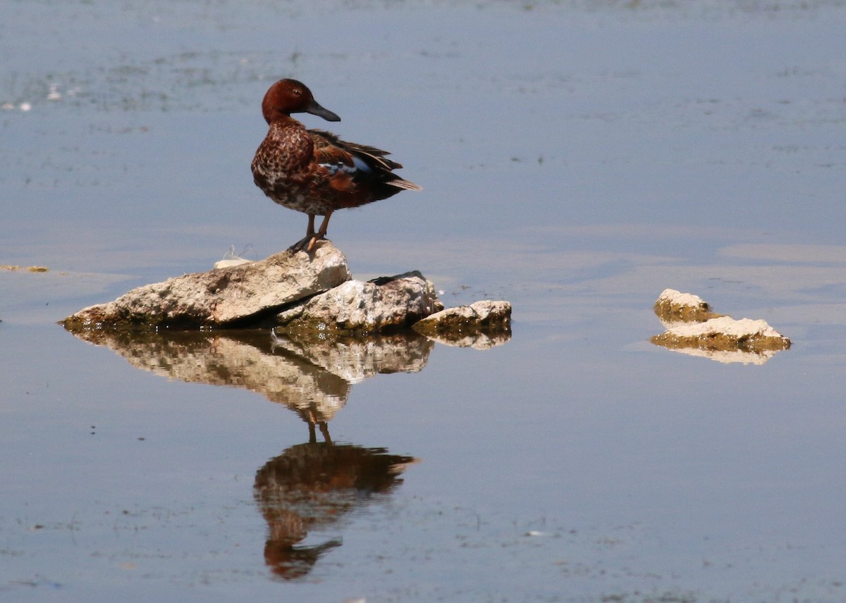 Cinnamon Teal - ML643629533