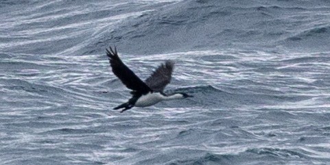 Black-faced Cormorant - ML643629535