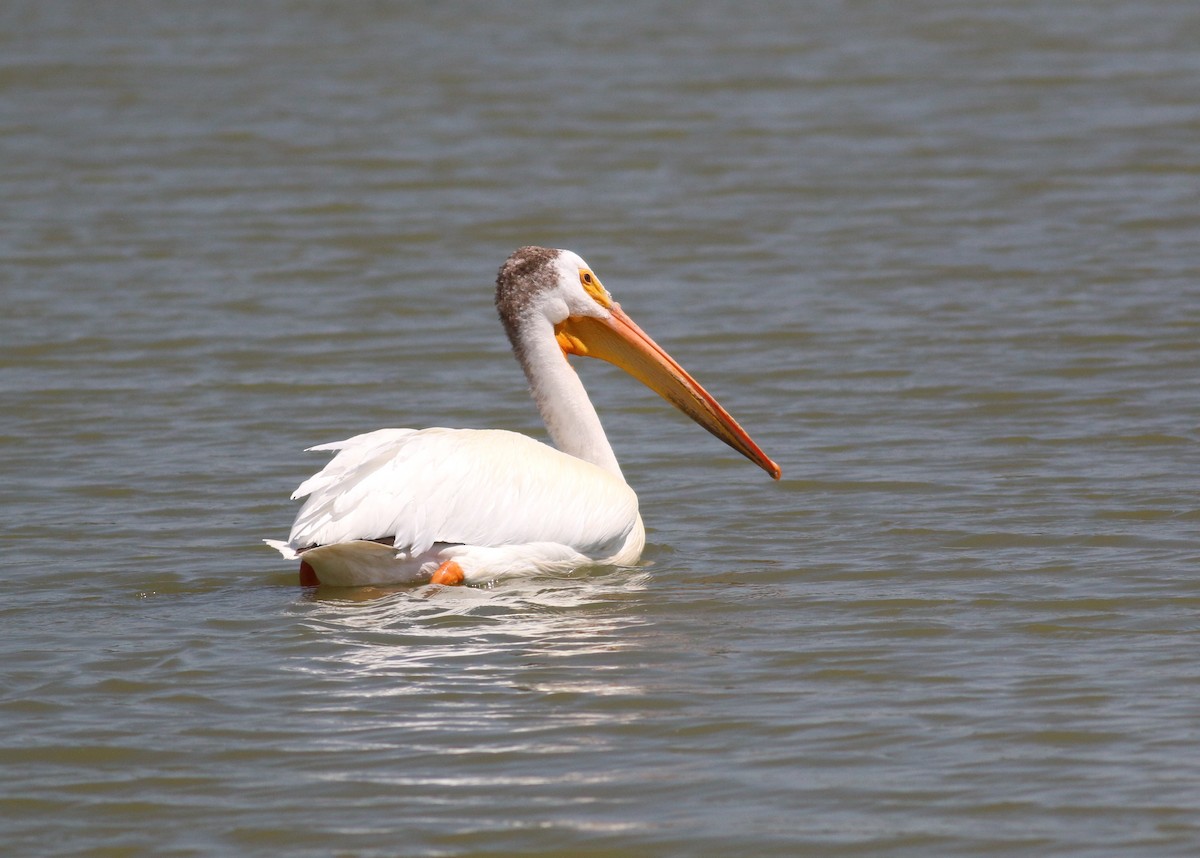 American White Pelican - ML643629551