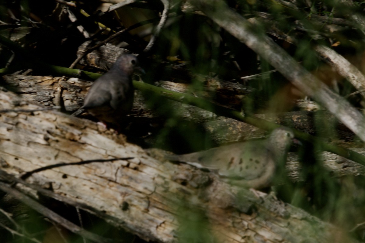 Common Ground Dove - ML643629553