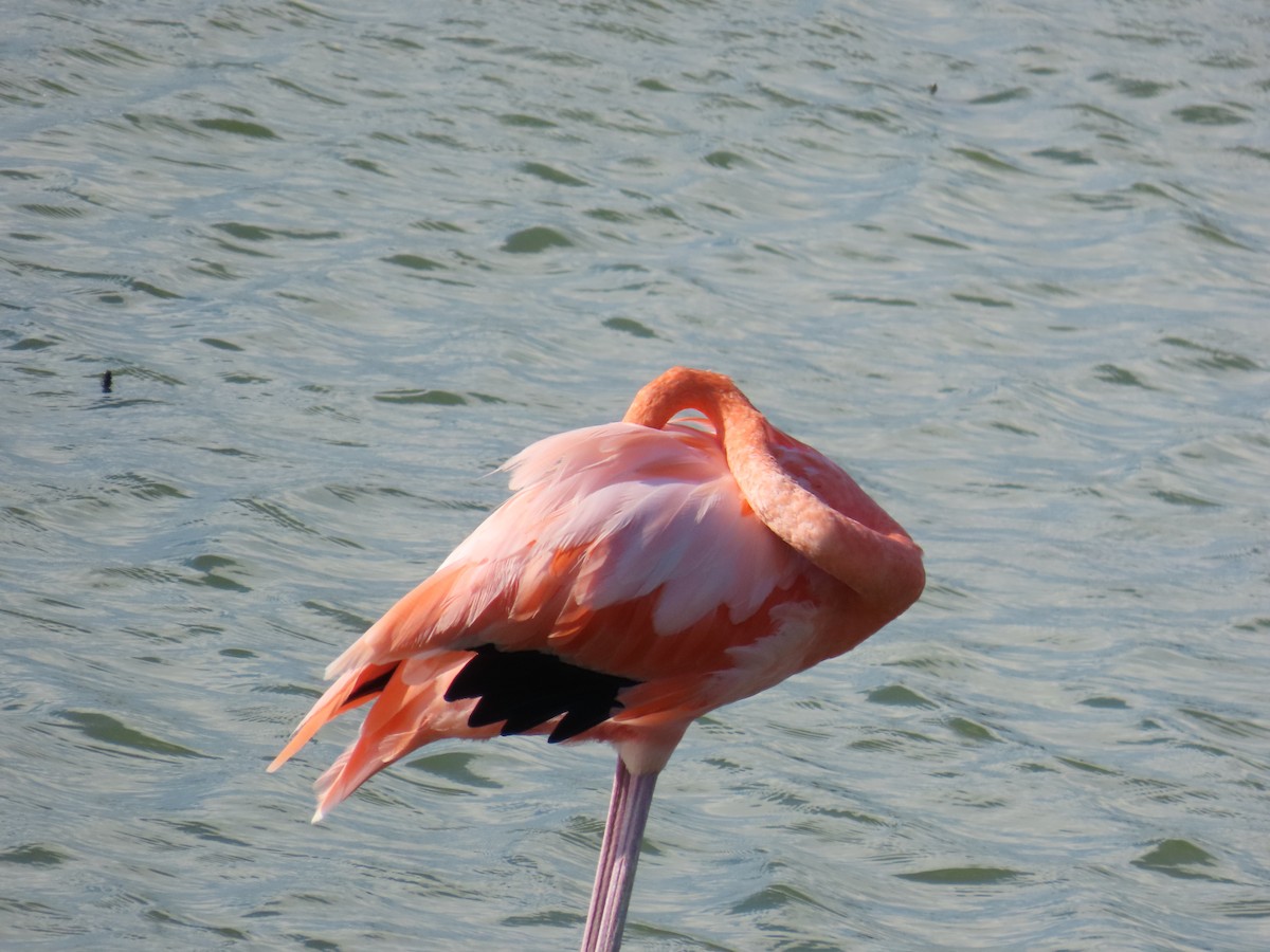 American Flamingo - ML643629554