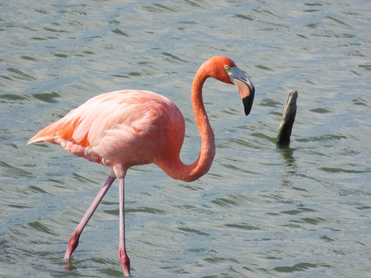 American Flamingo - ML643629555
