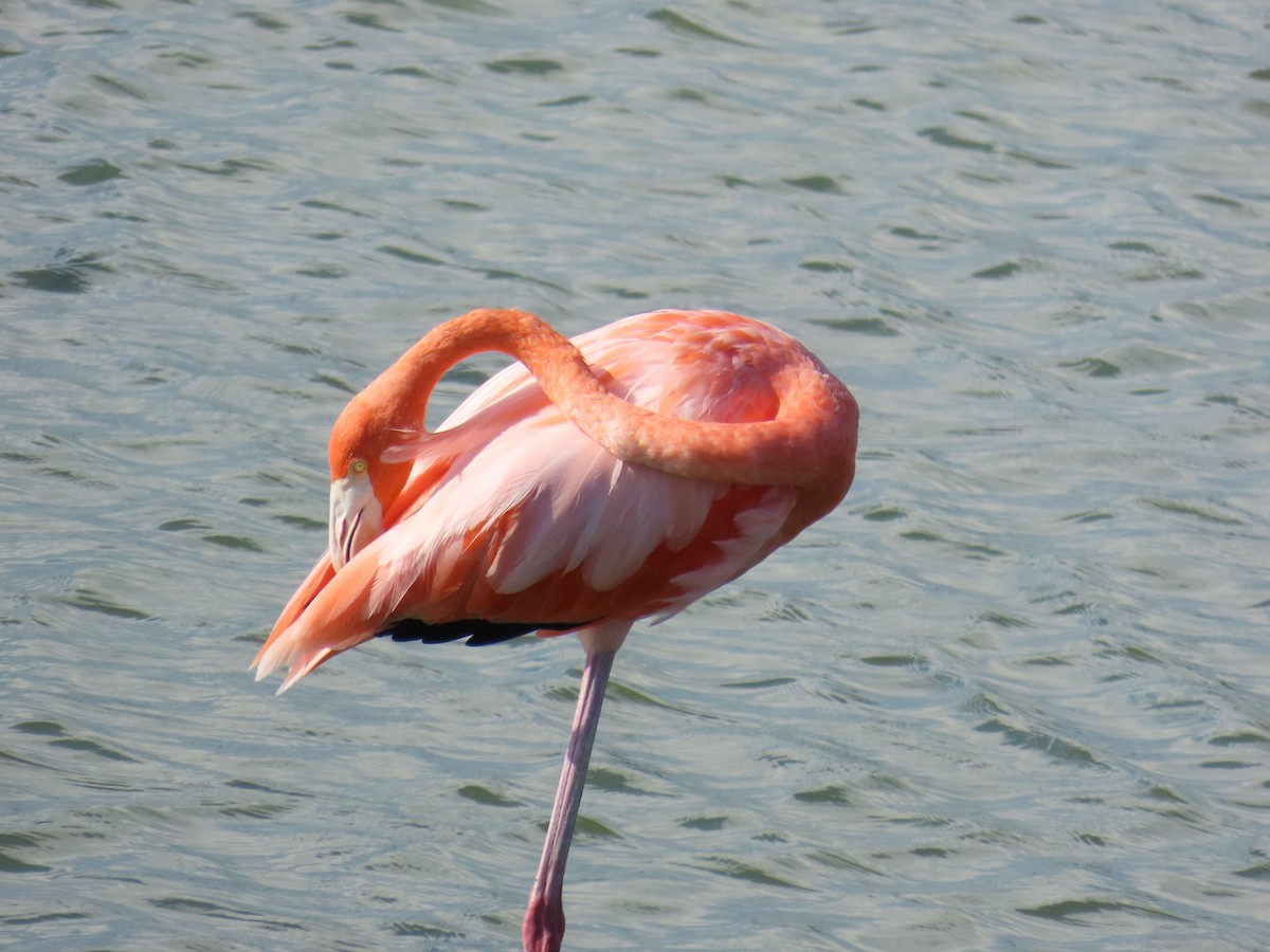 American Flamingo - ML643629556