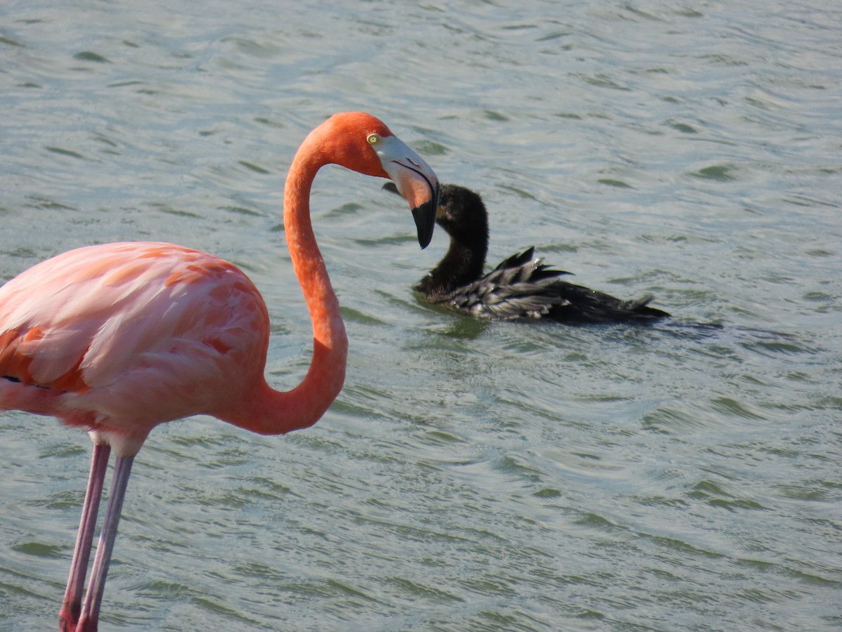 American Flamingo - ML643629557