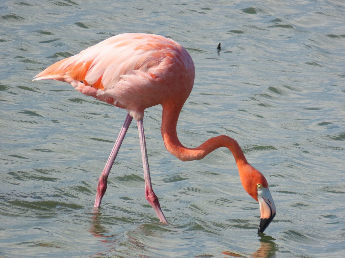 American Flamingo - ML643629558