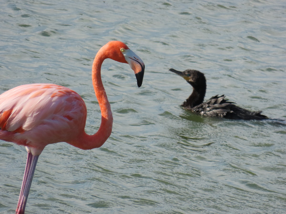 American Flamingo - ML643629559