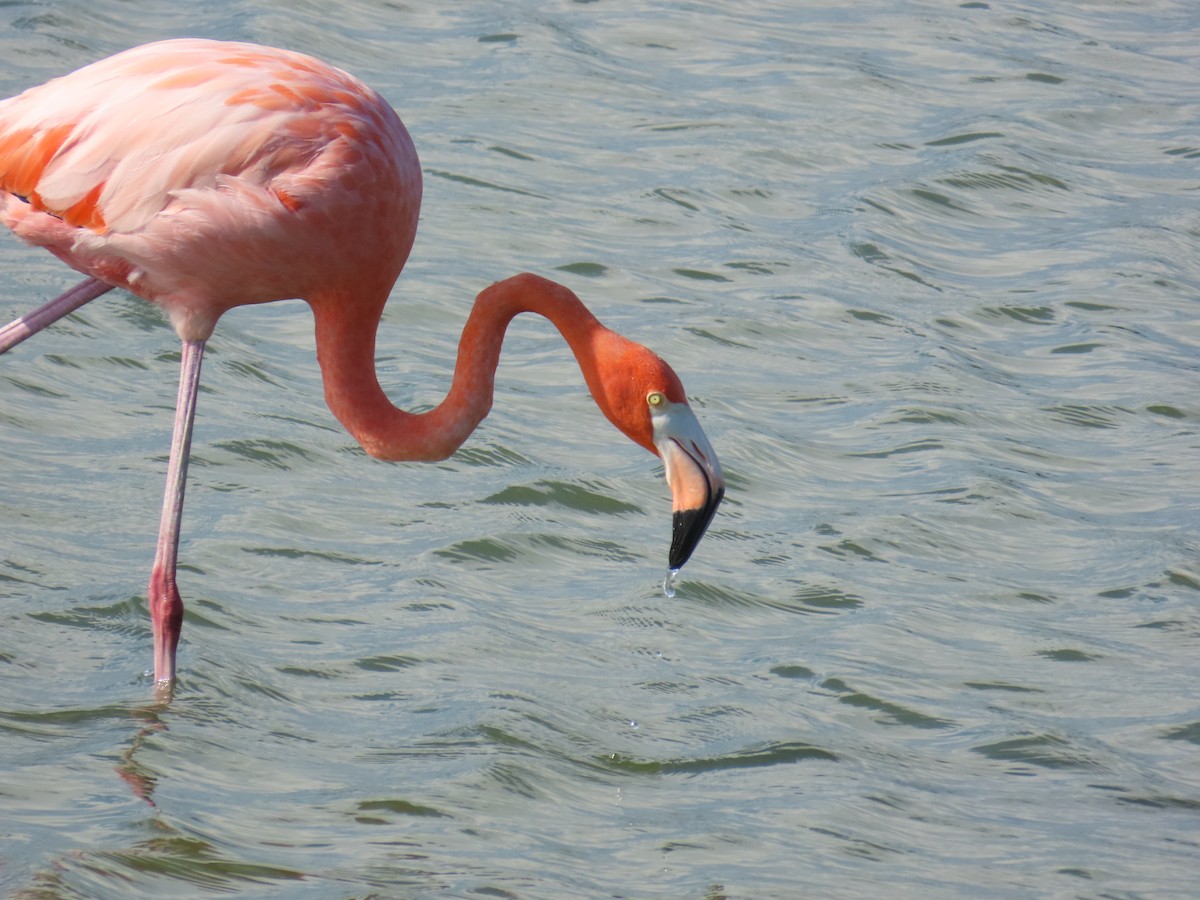 American Flamingo - ML643629560