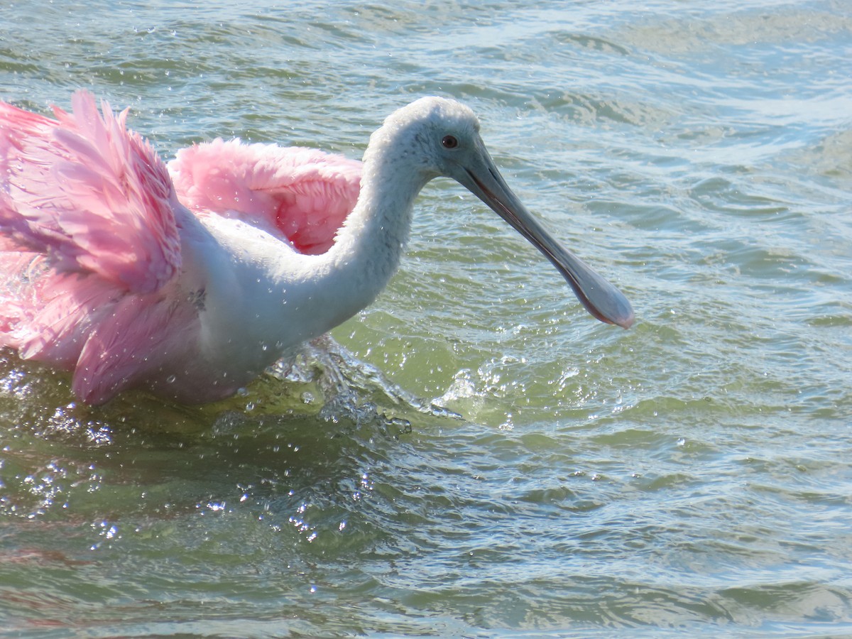 Roseate Spoonbill - ML643629563