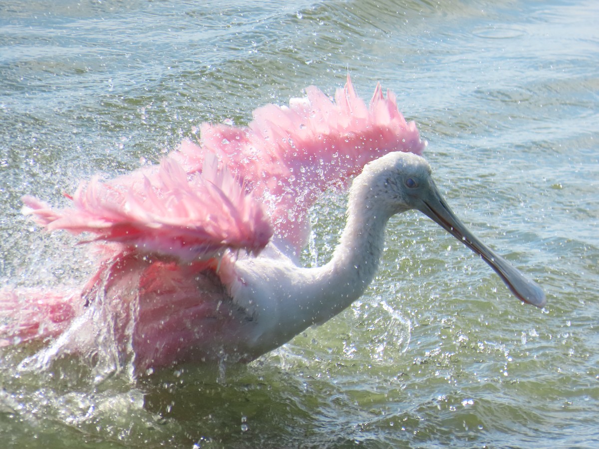 Roseate Spoonbill - ML643629564