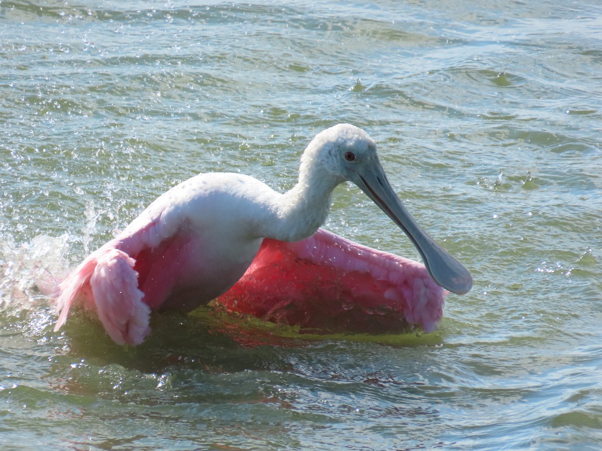 Roseate Spoonbill - ML643629565