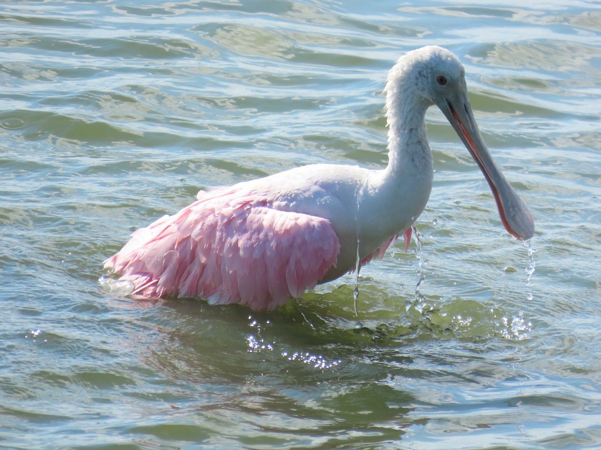 Roseate Spoonbill - ML643629566