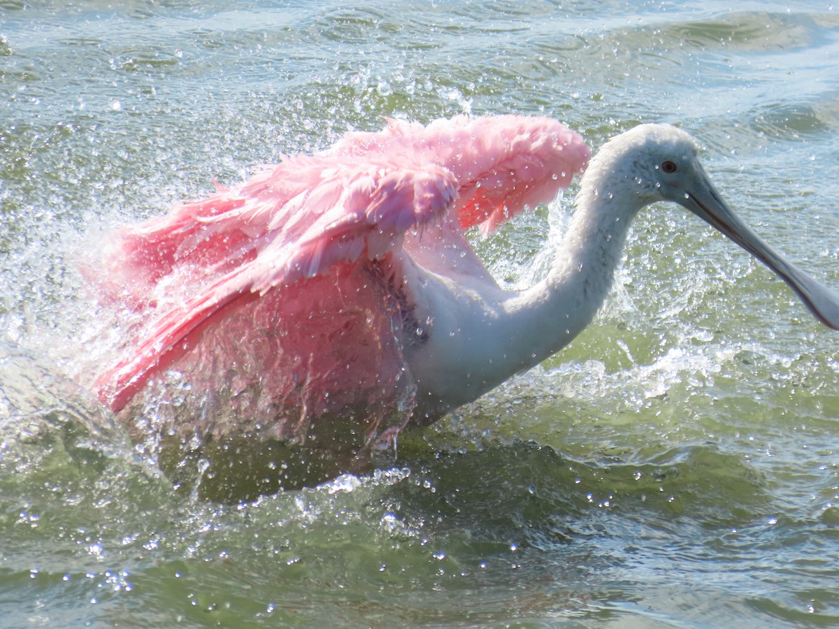 Roseate Spoonbill - ML643629567