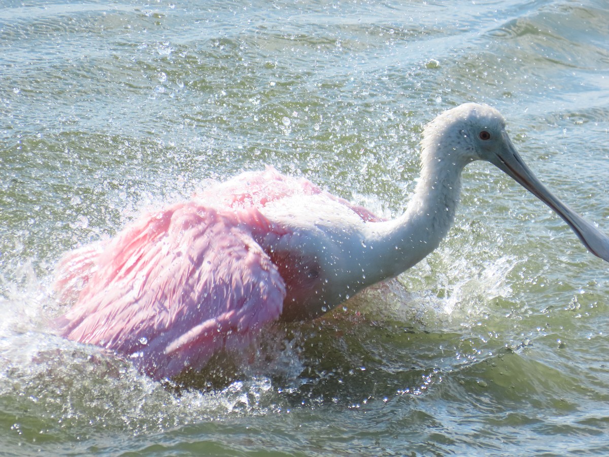 Roseate Spoonbill - ML643629568