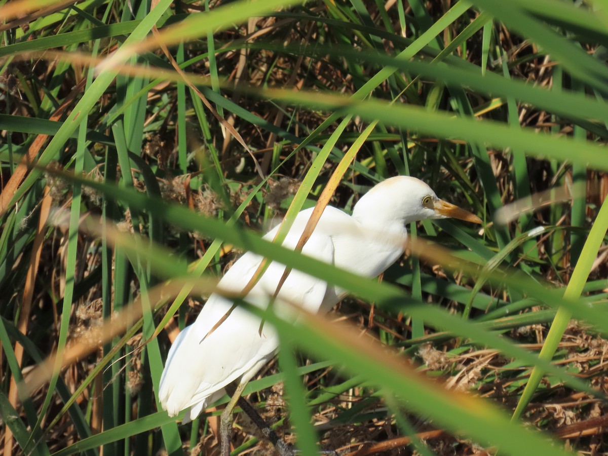 Western Cattle-Egret - ML643629574