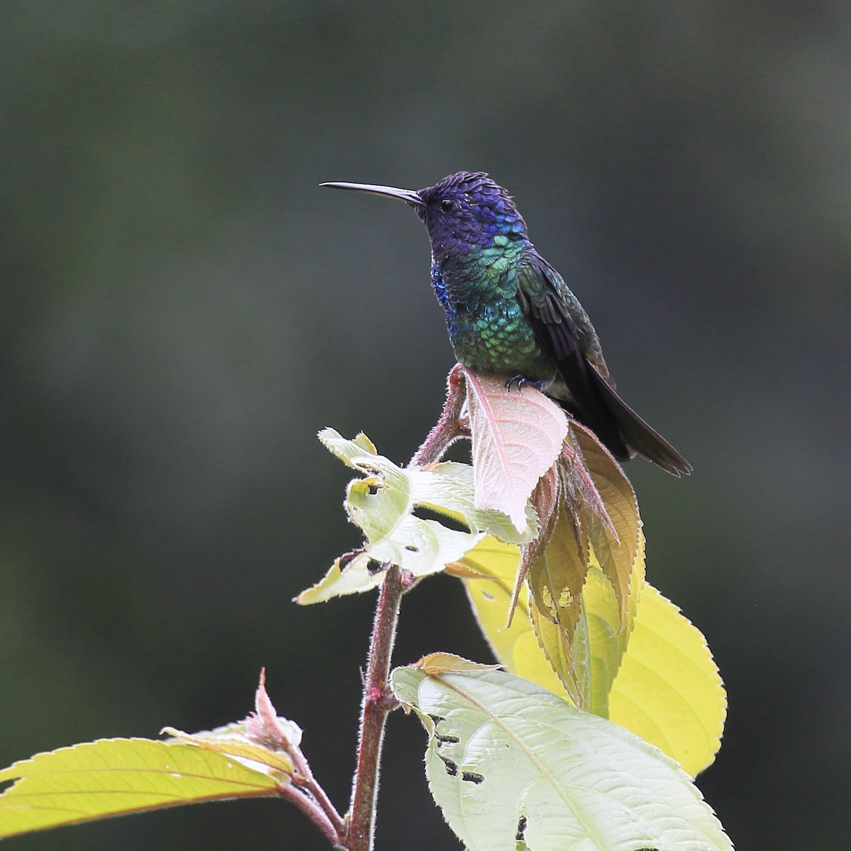 Golden-tailed Sapphire - ML643629580