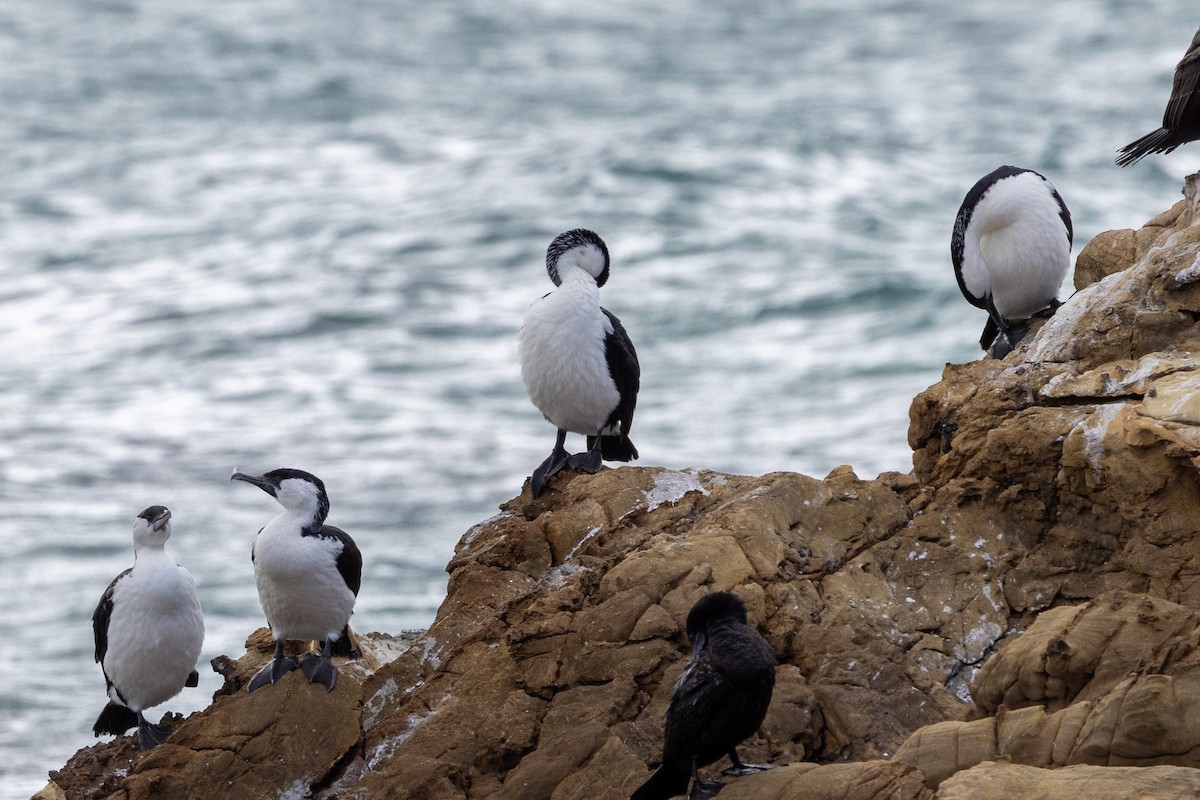 Black-faced Cormorant - ML643629584