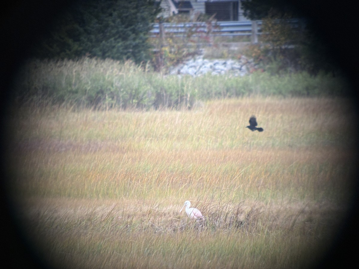 American Crow - ML643629588