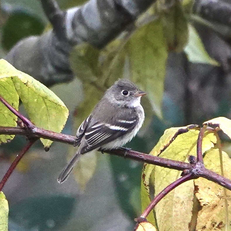 Least Flycatcher - ML643629597