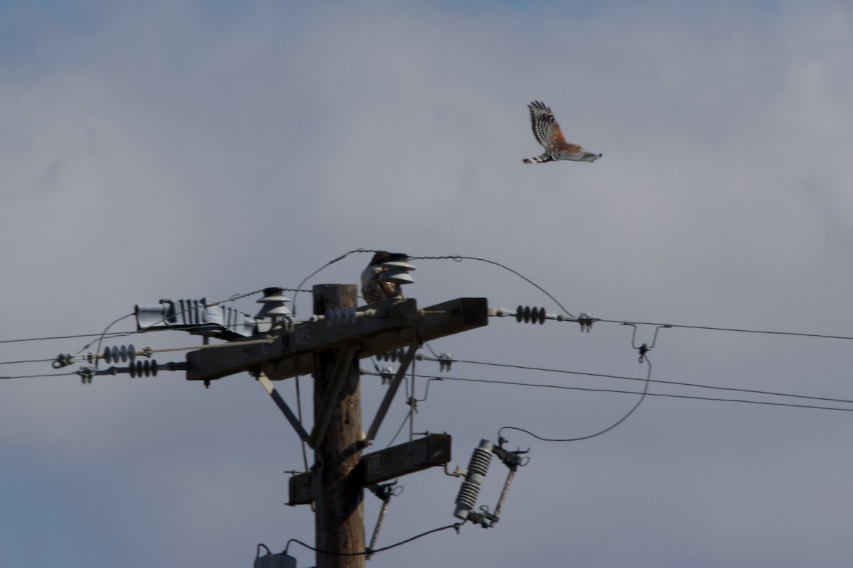 Red-shouldered Hawk (elegans) - ML643629601