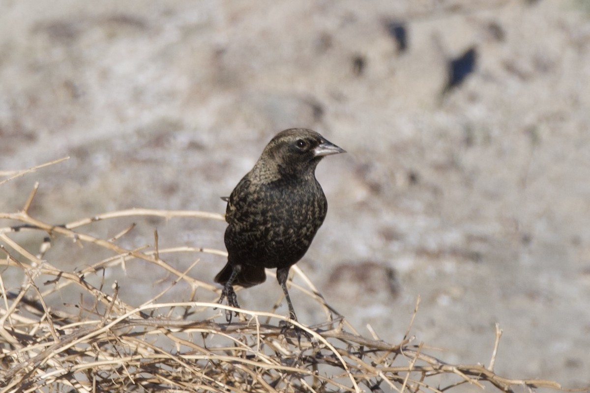 blackbird sp. - ML643629604