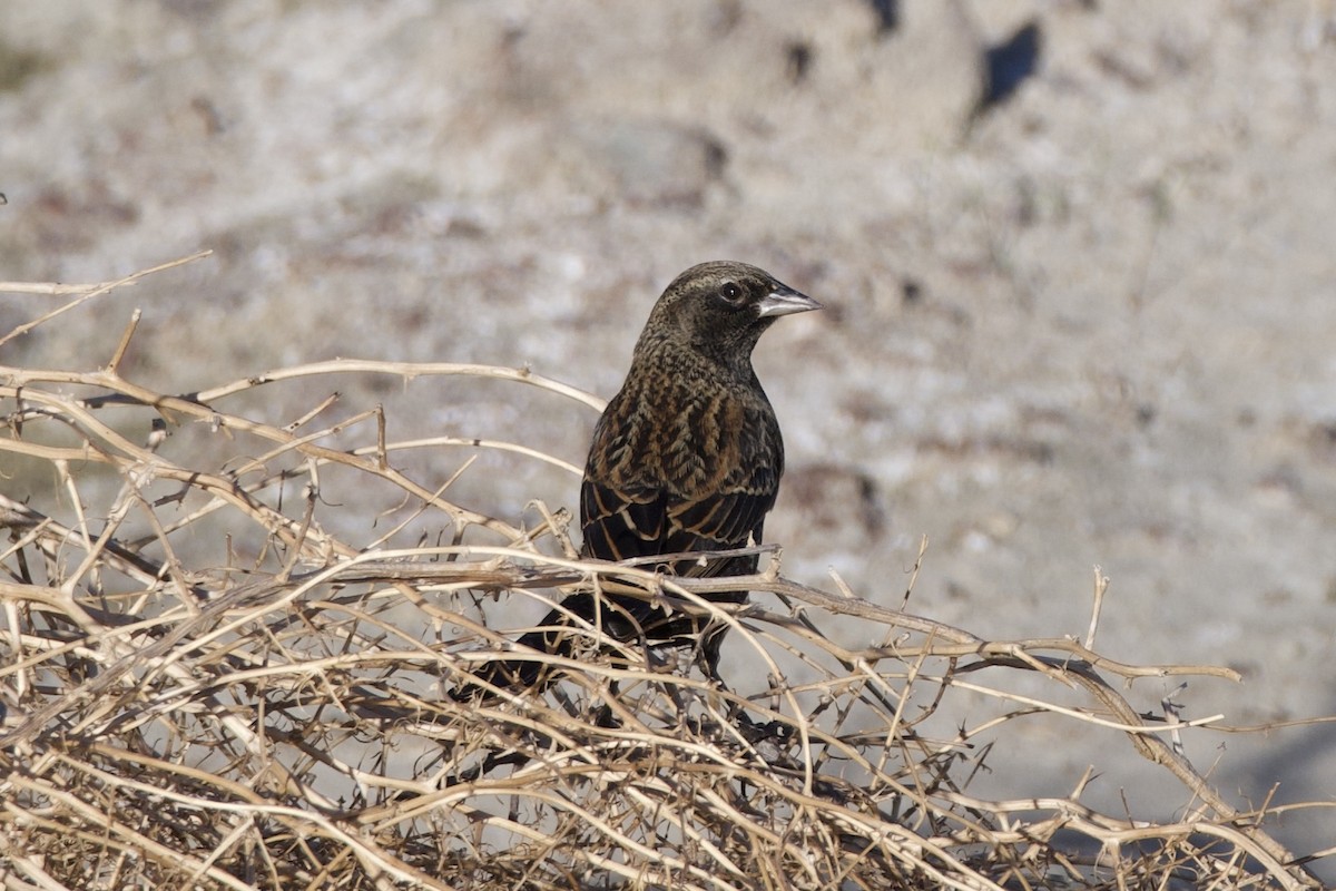 blackbird sp. - ML643629605