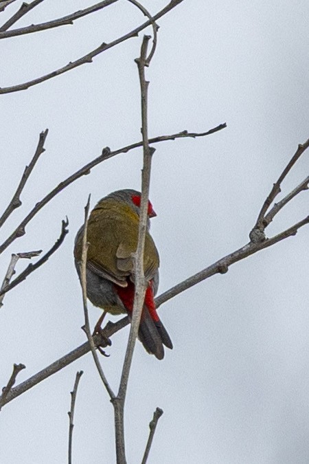 Red-browed Firetail - ML643629607