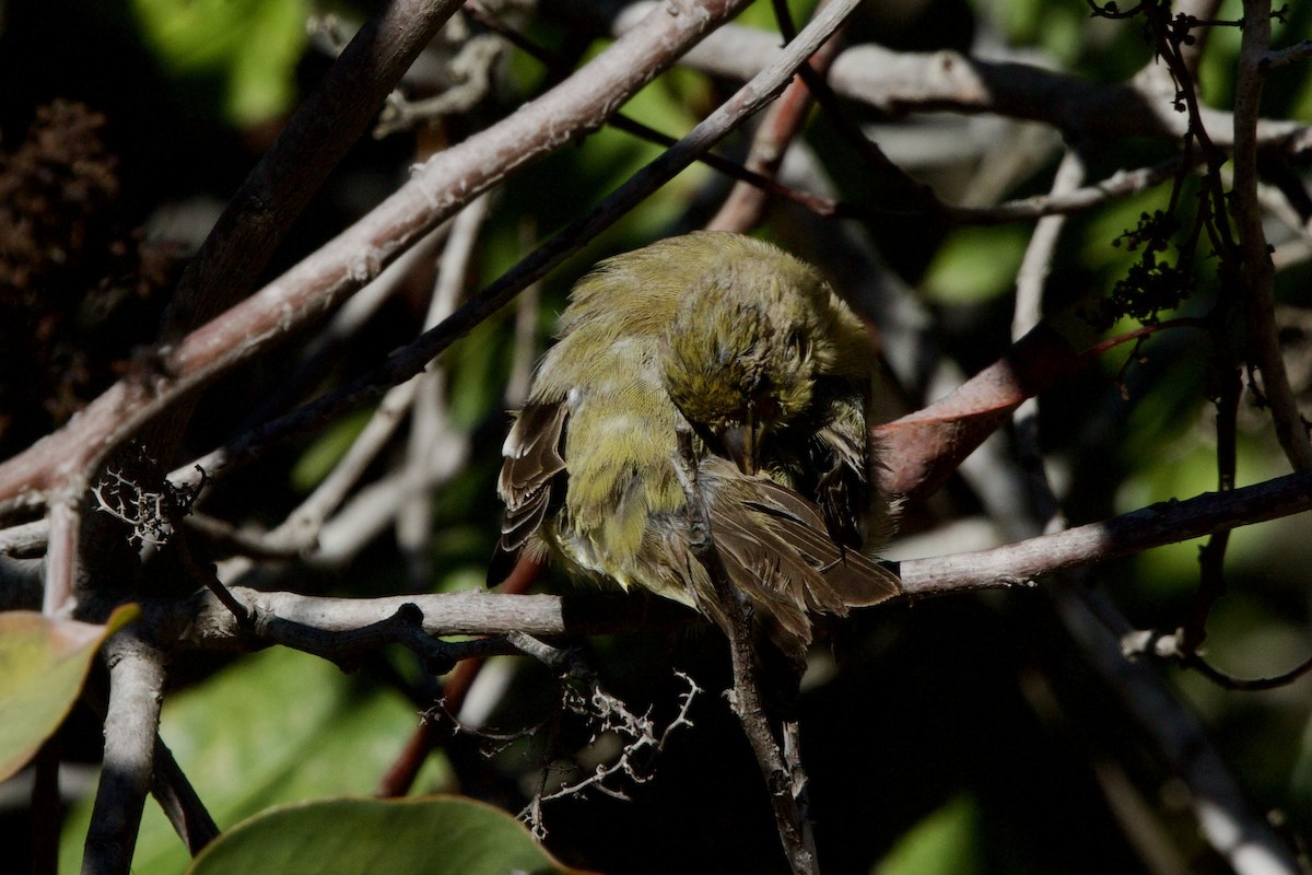 American Goldfinch - ML643629614