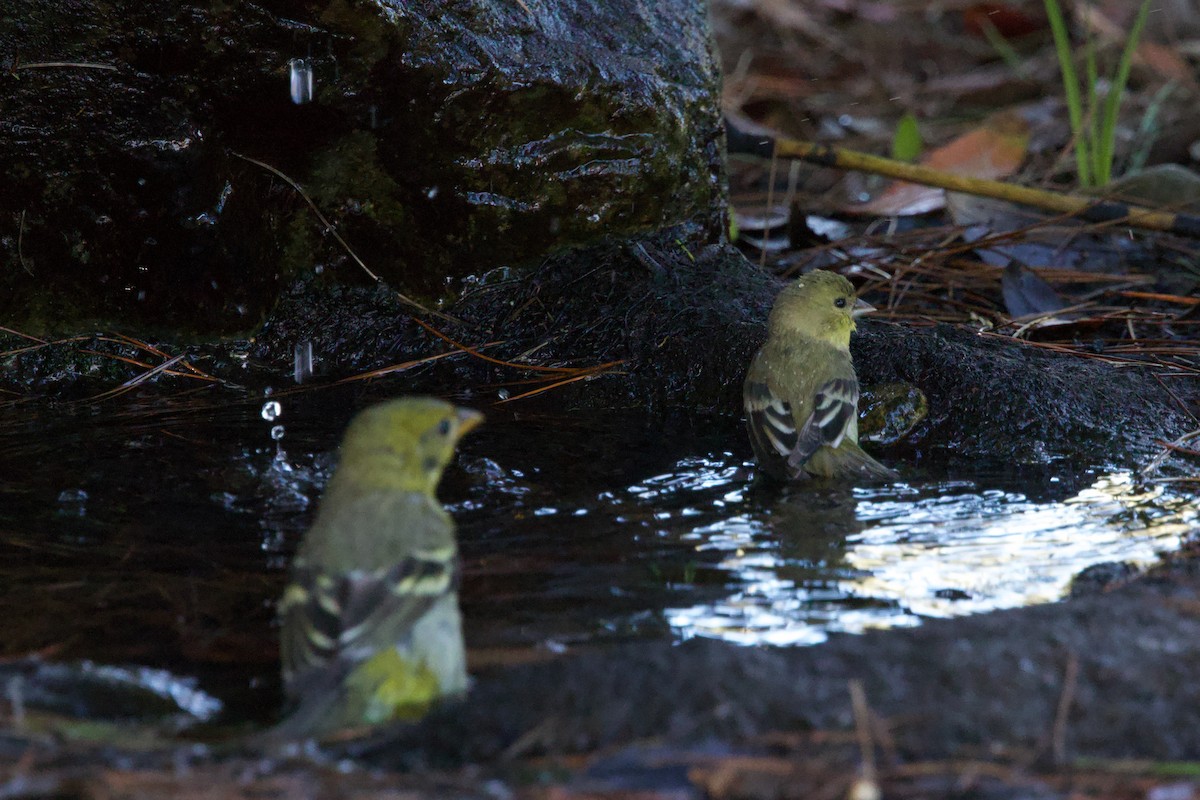 American Goldfinch - ML643629616