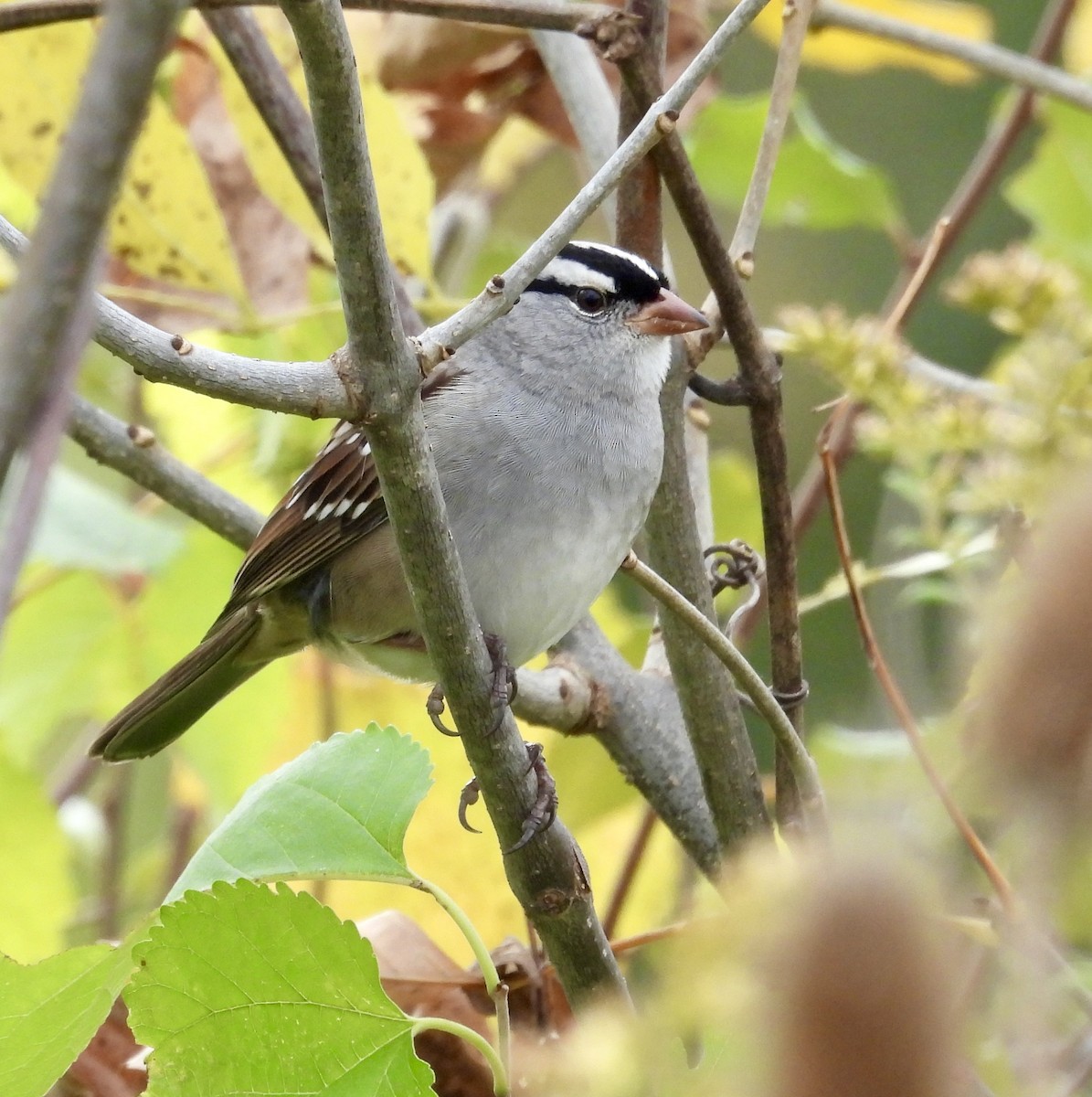 White-crowned Sparrow - ML643629653