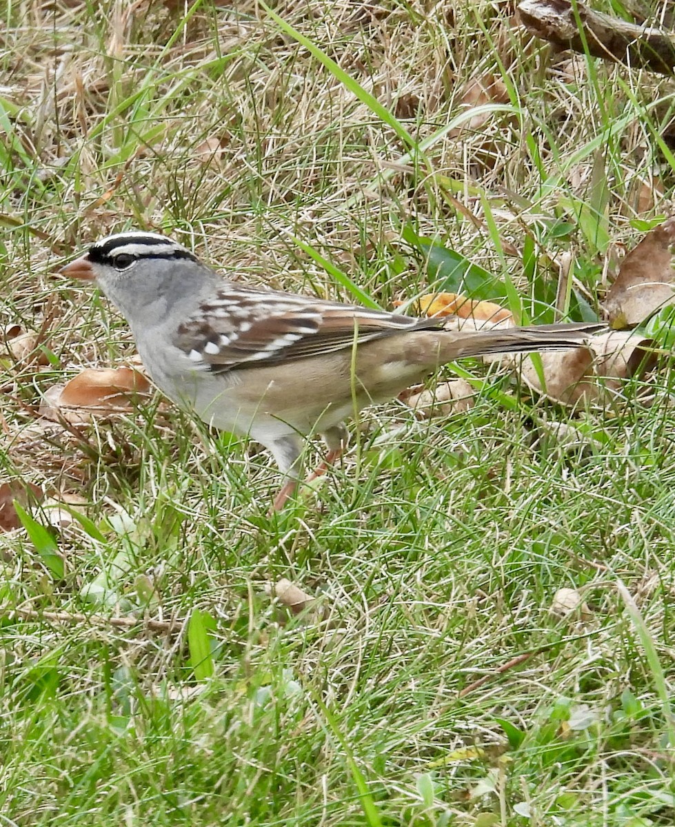 White-crowned Sparrow - ML643629654