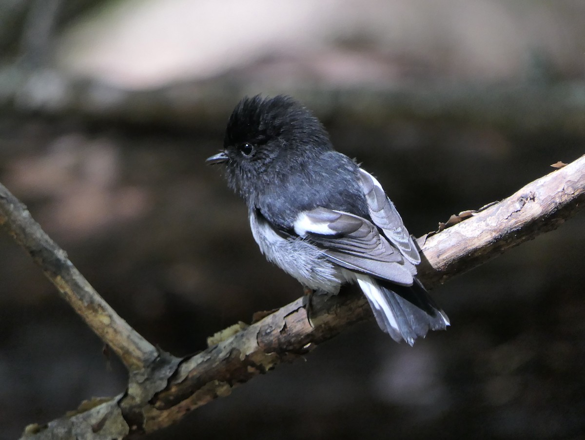 Tomtit - ML643629656