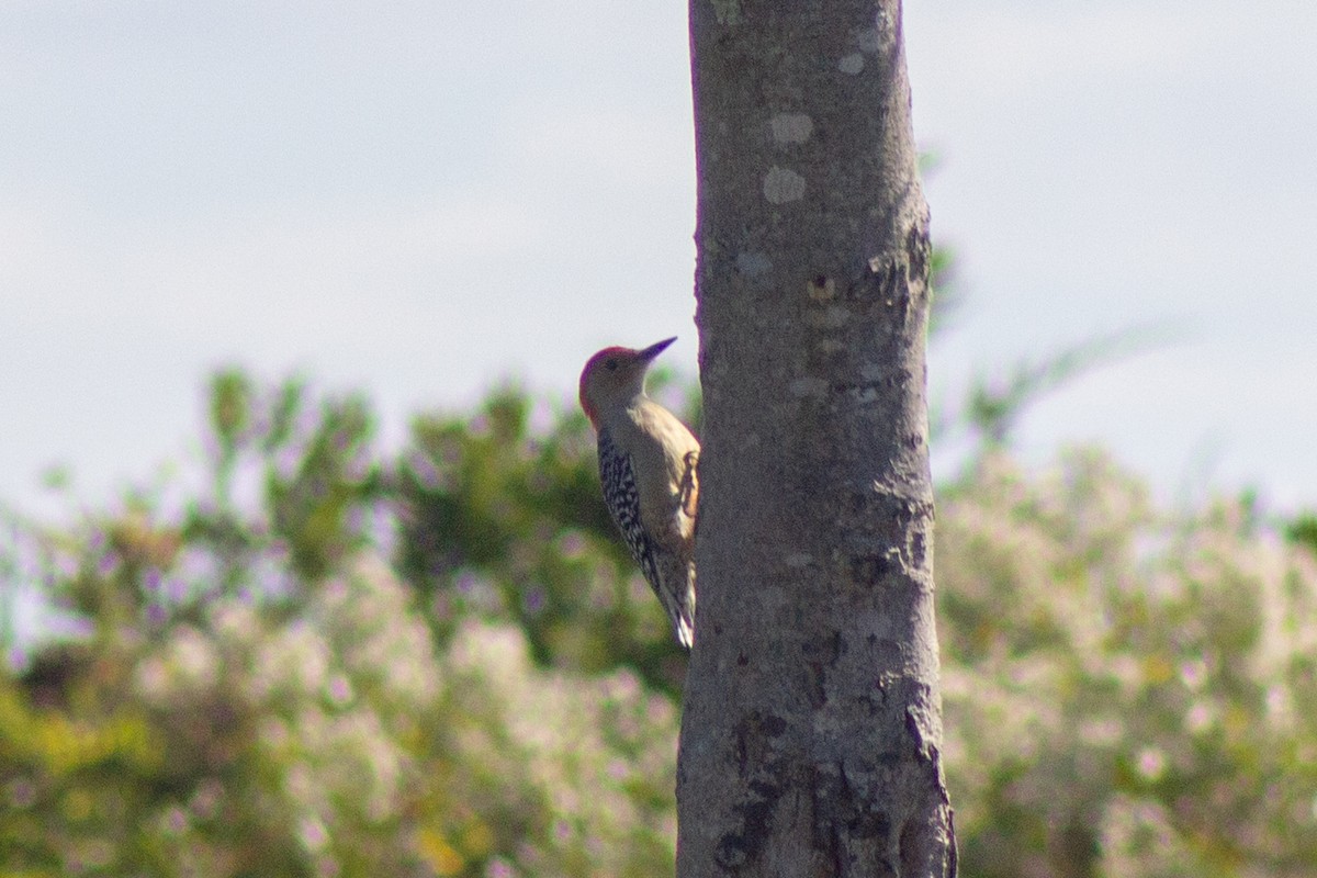 Red-bellied Woodpecker - ML643629671