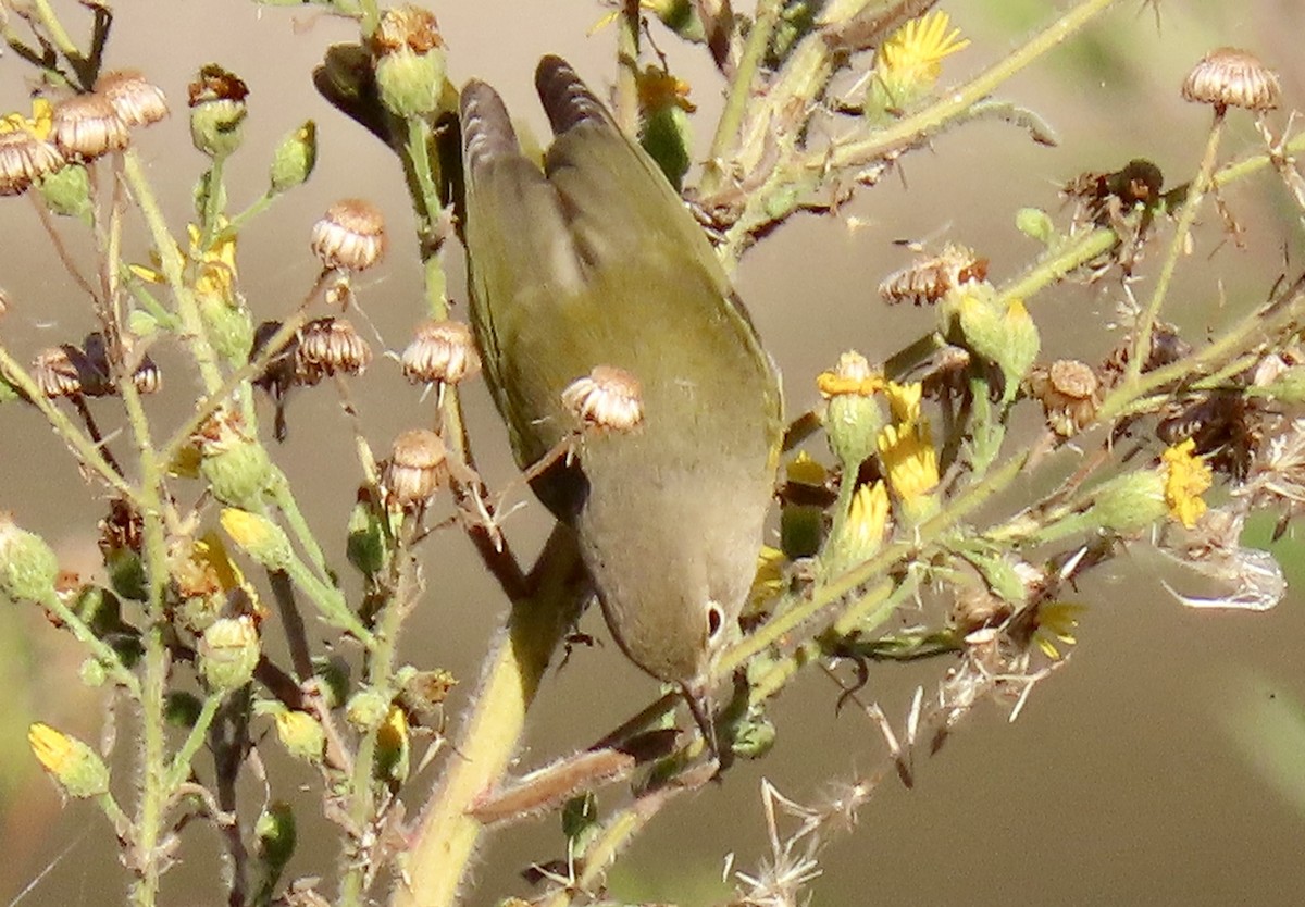 Nashville Warbler - ML643629692