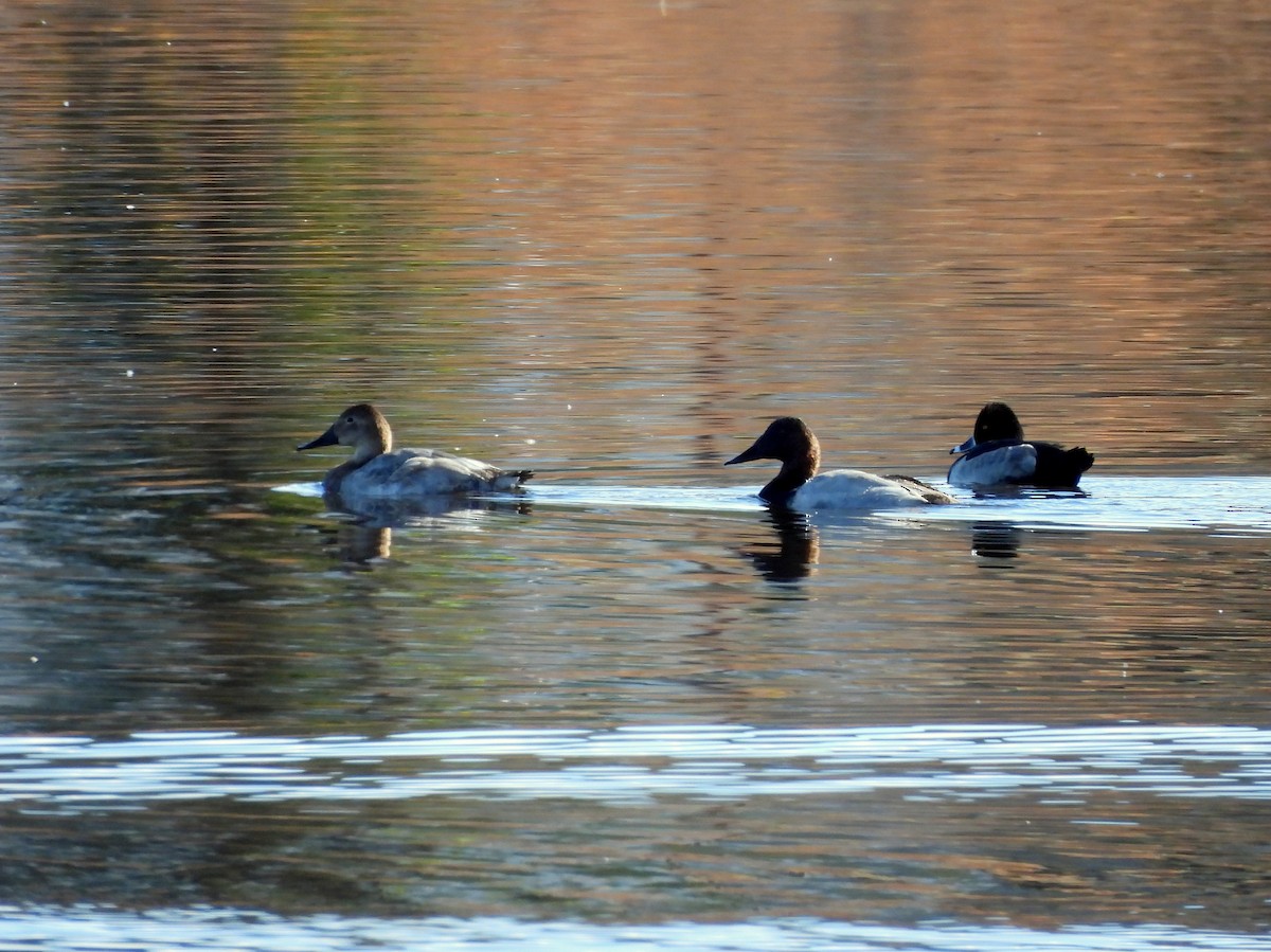 Canvasback - ML643629696