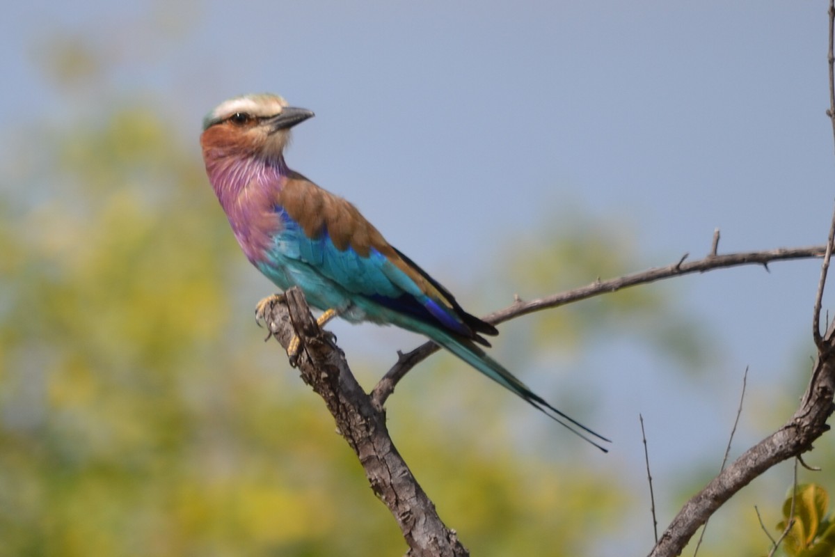 Lilac-breasted Roller - ML64362971