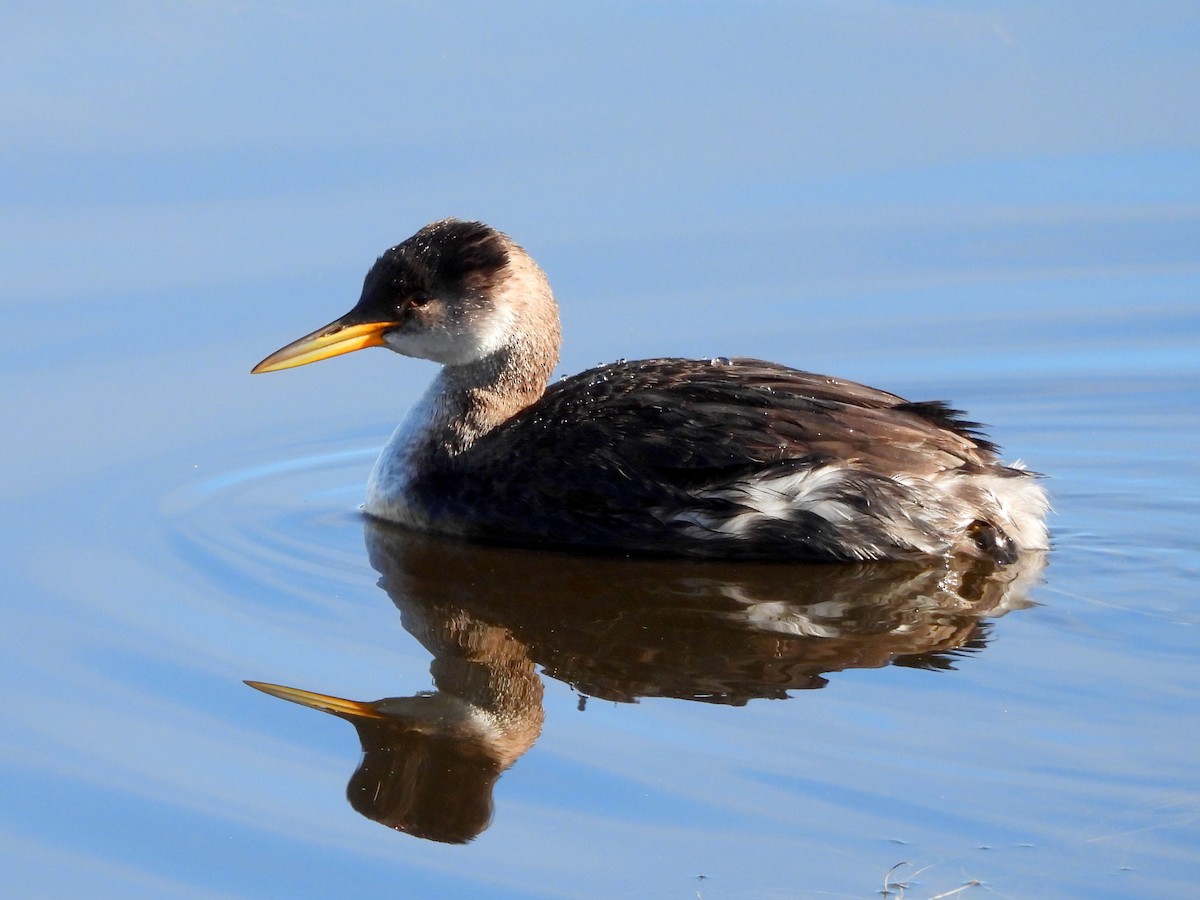 Red-necked Grebe - ML643629710