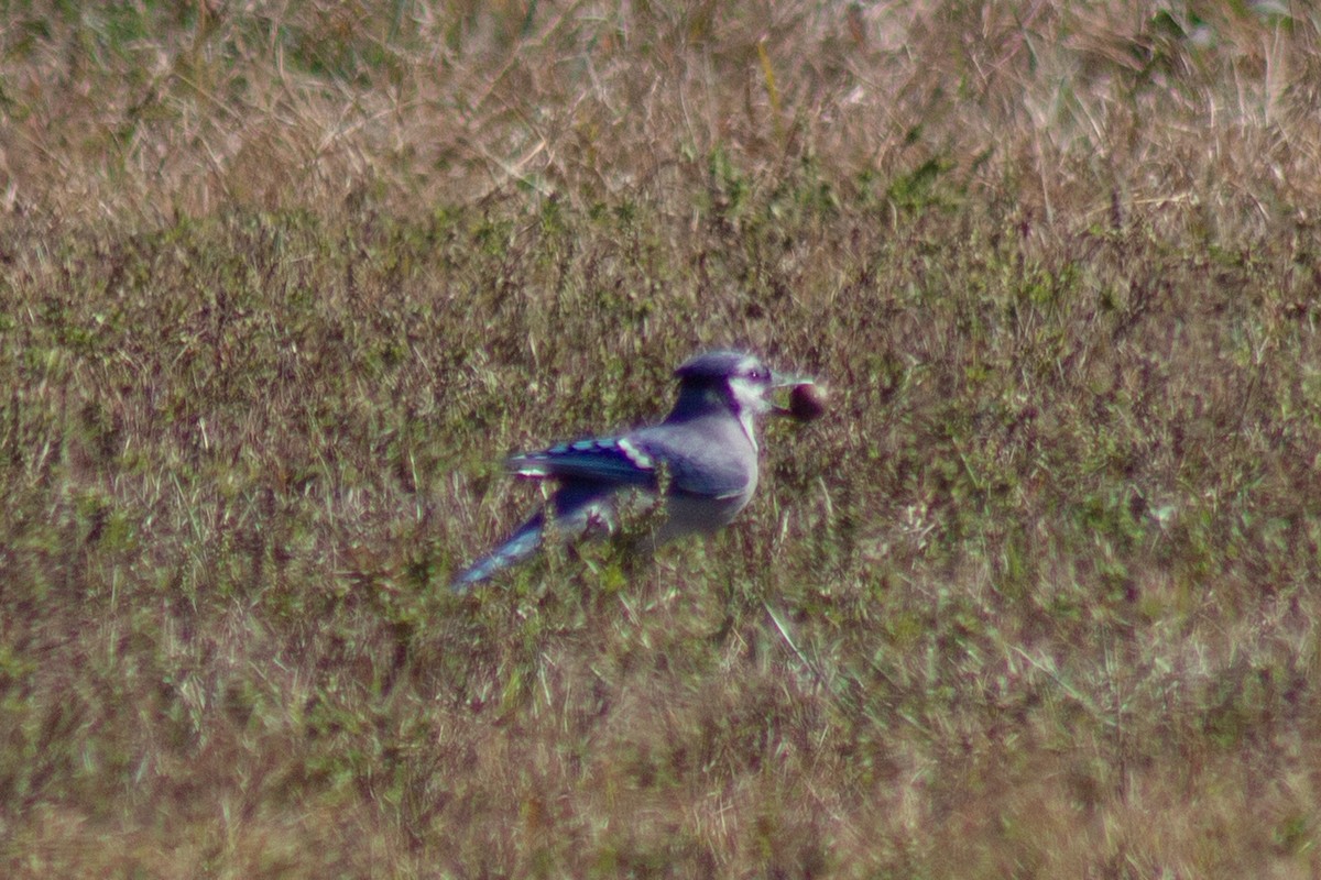 Blue Jay - ML643629711