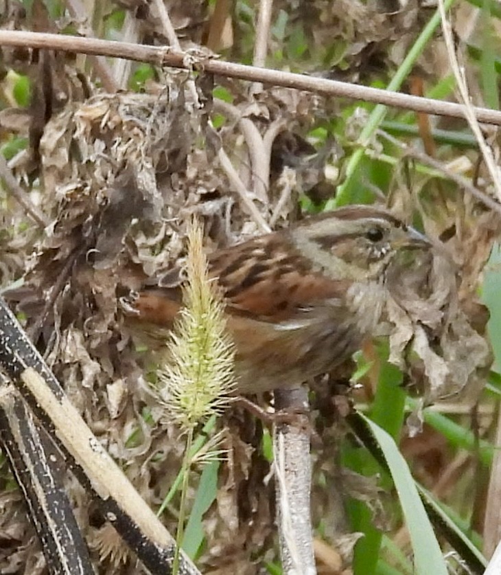 Swamp Sparrow - ML643629715